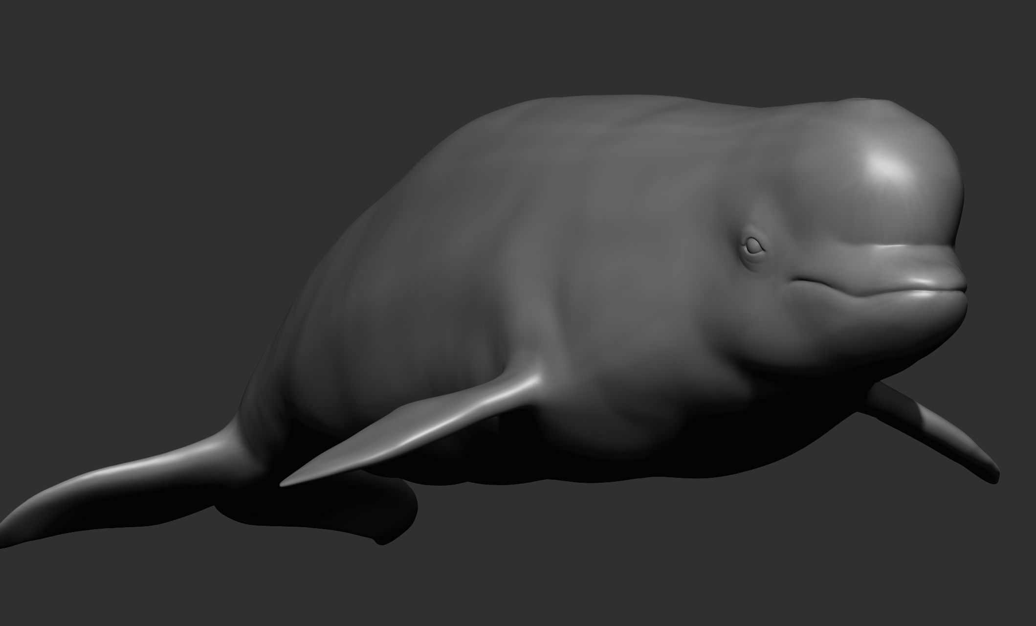 Ocean Wildlife 3D model_26