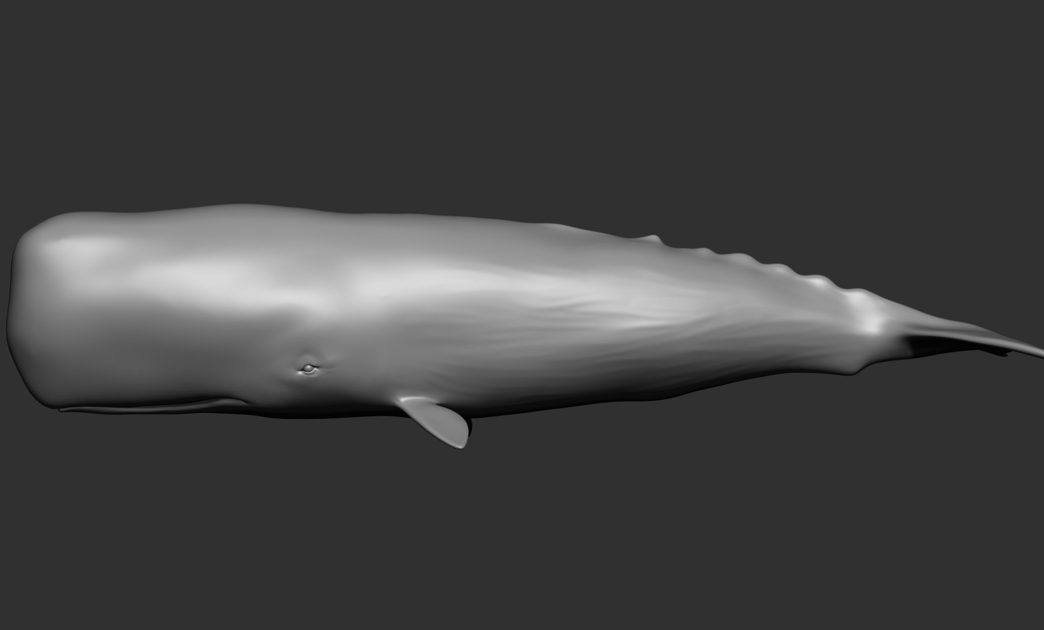 Ocean Wildlife 3D model_34