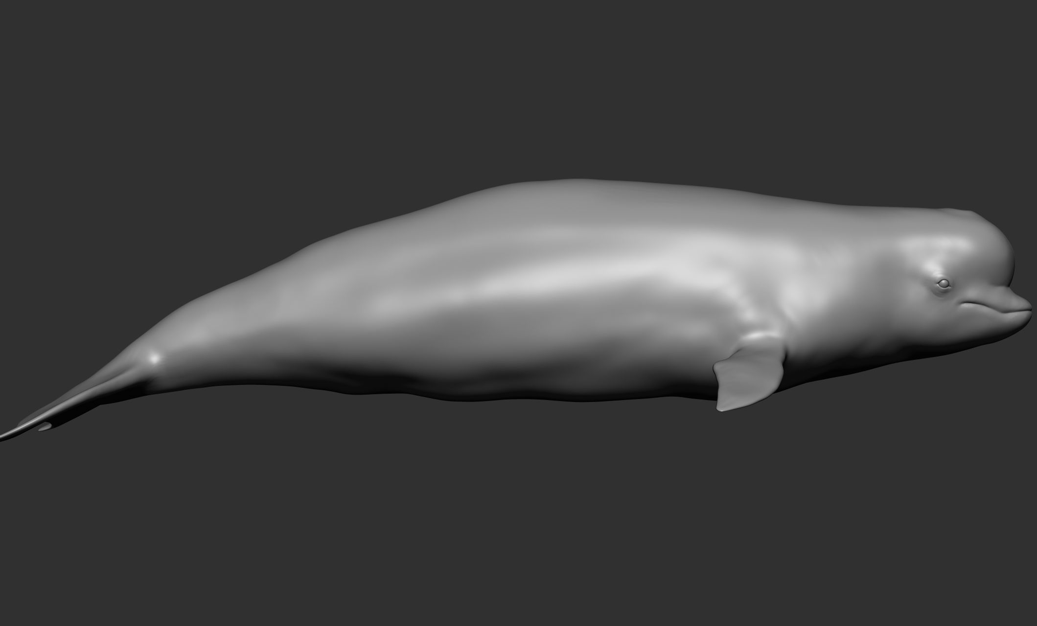 Ocean Wildlife 3D model_28