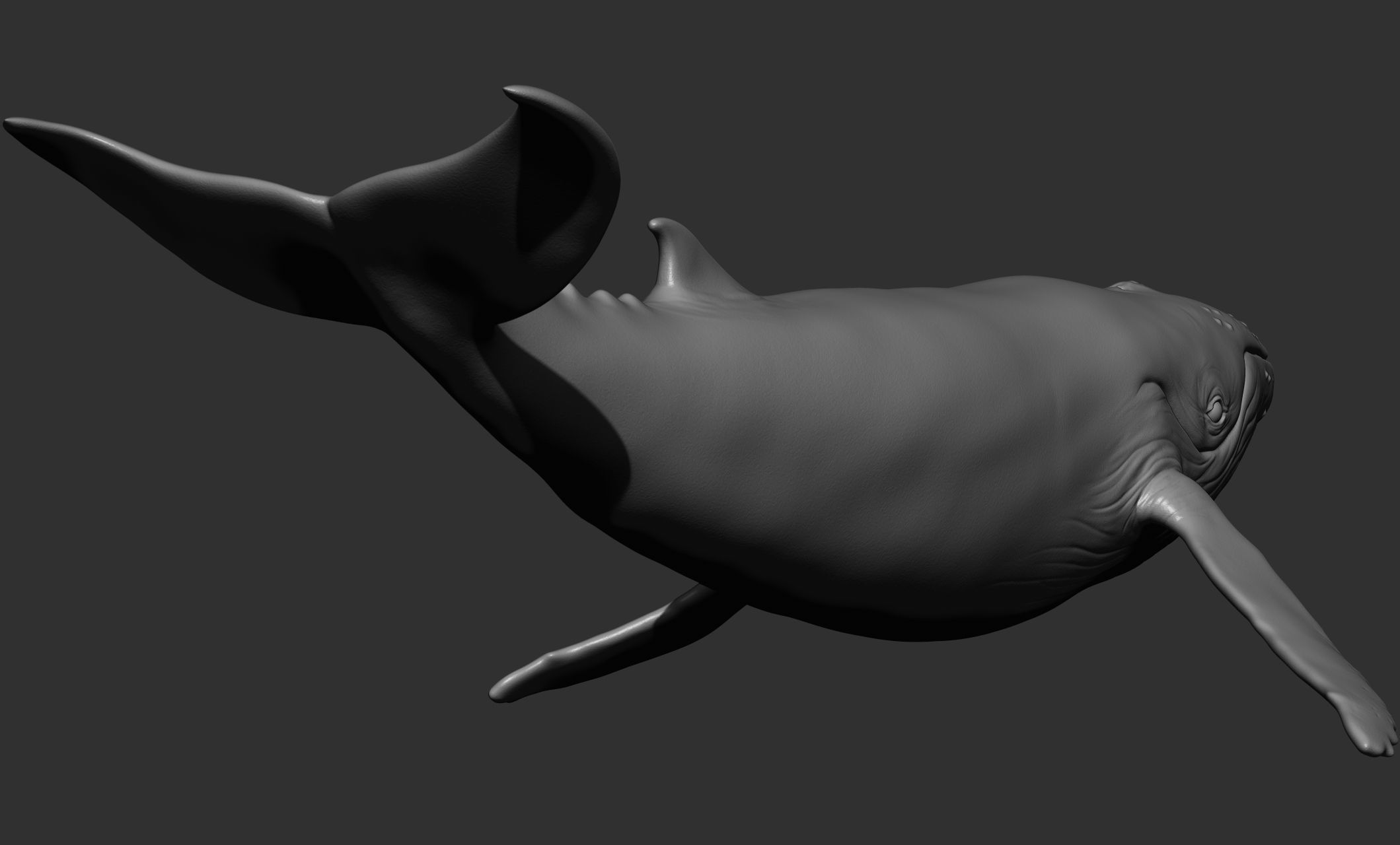 Ocean Wildlife 3D model_17