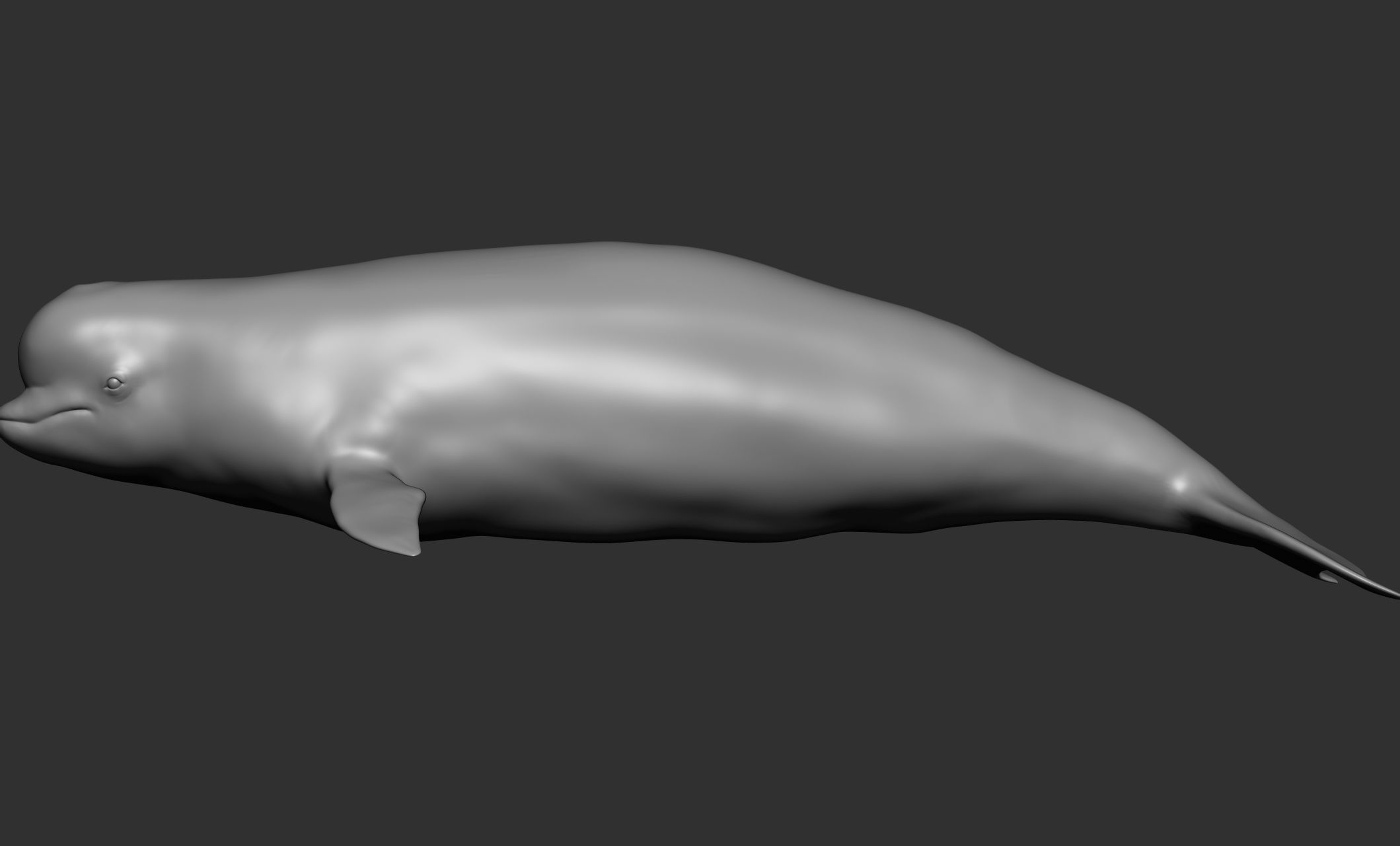 Ocean Wildlife 3D model_23