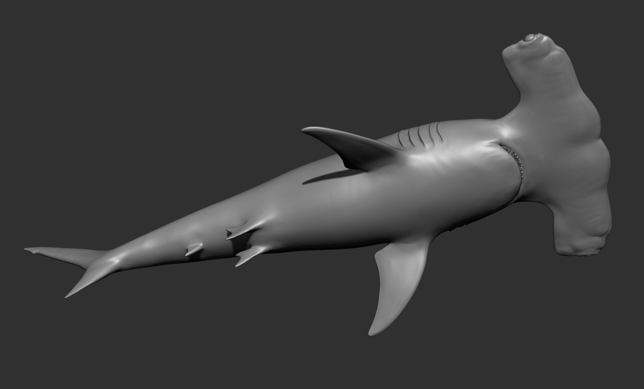 Ocean Wildlife 3D model_11