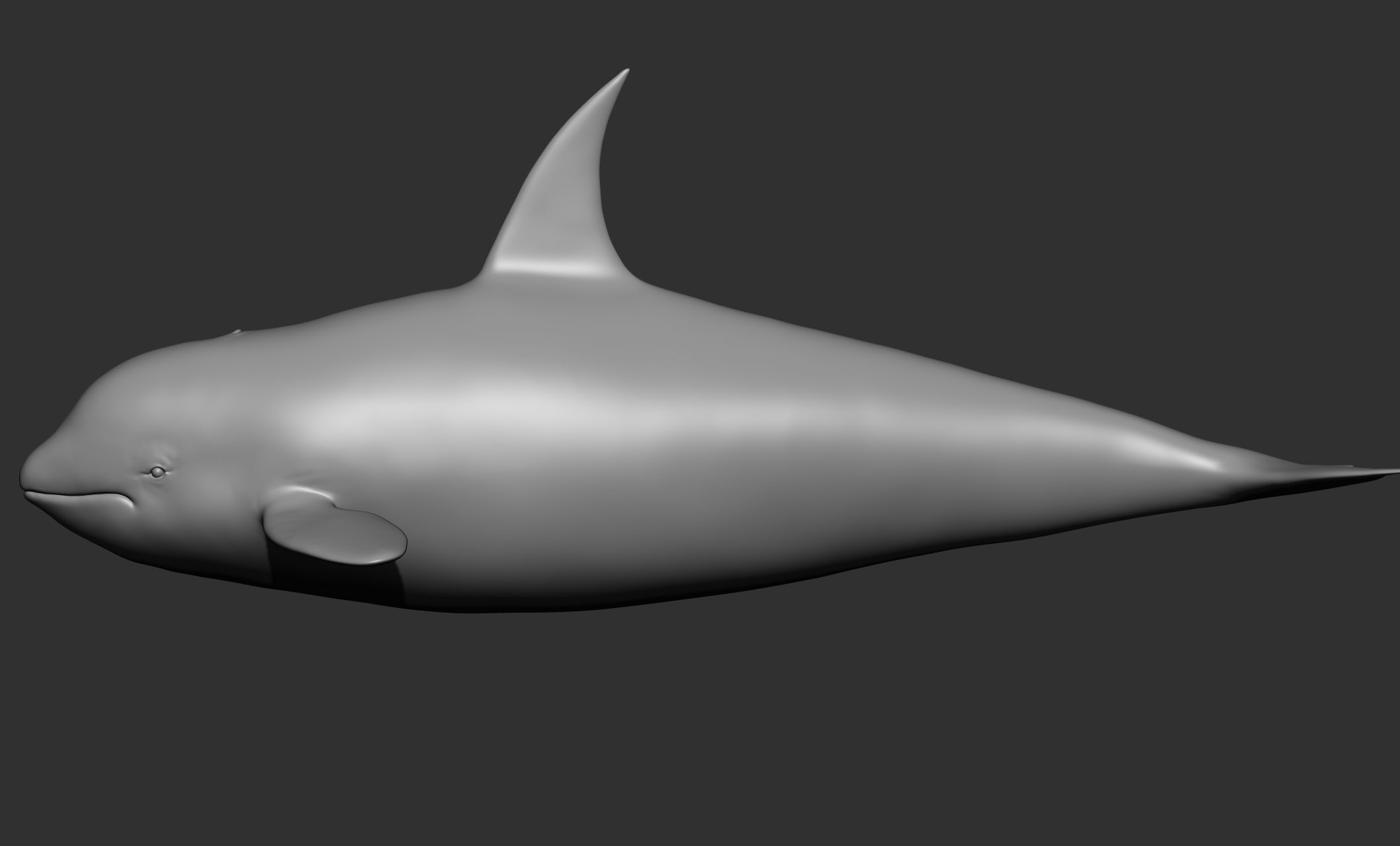 Ocean Wildlife 3D model_30