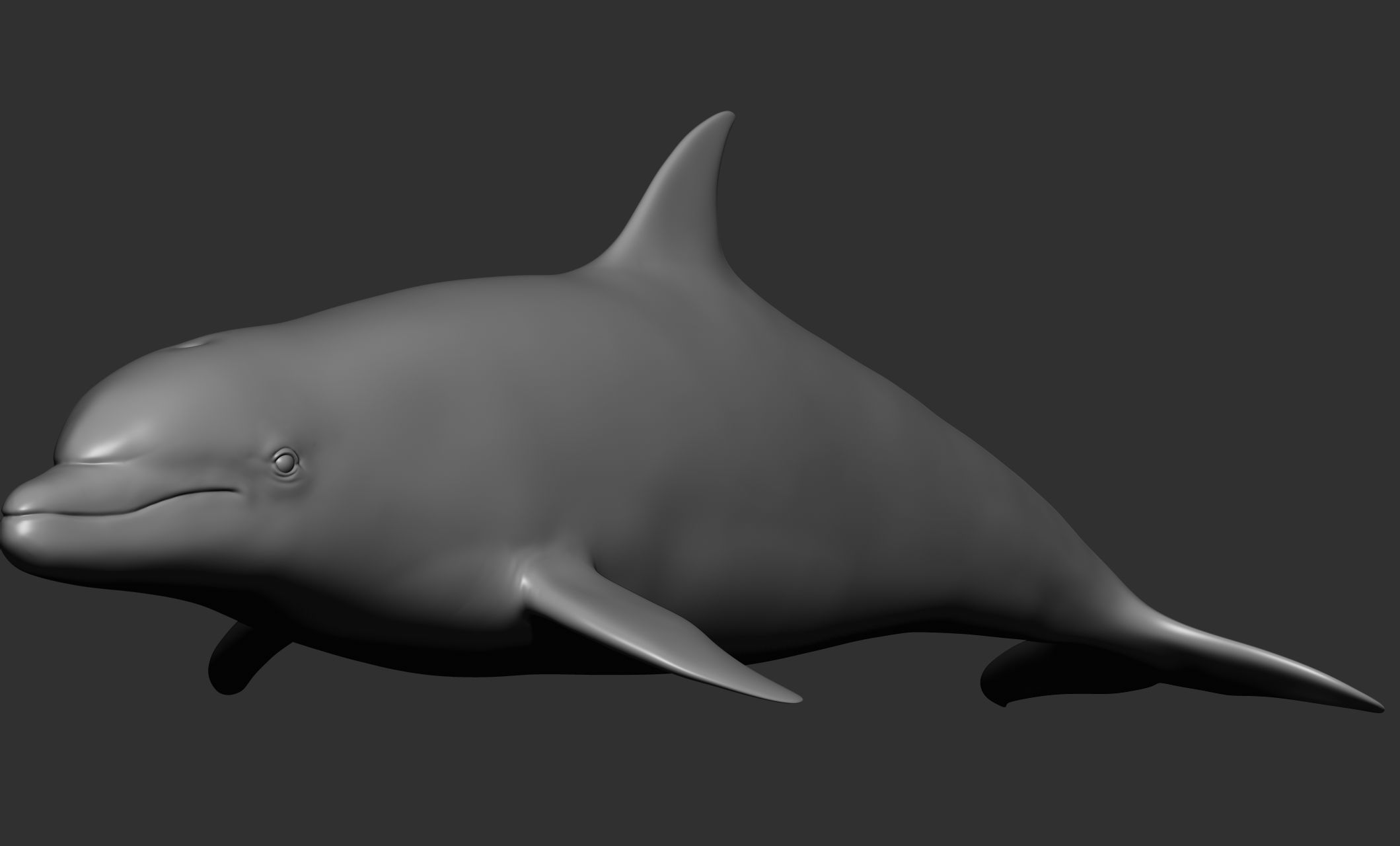 Ocean Wildlife 3D model_19