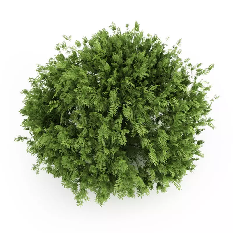 Elderberry top tree 3D model