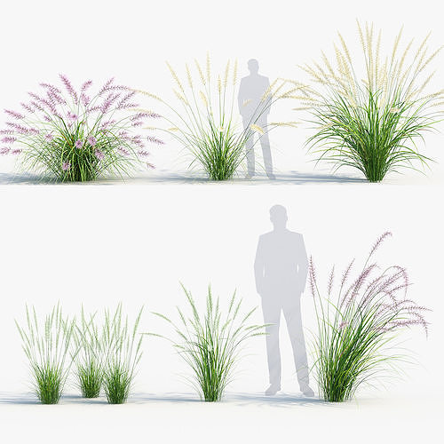 Pennisetum orientale Oriental Fountain Grass 3D model