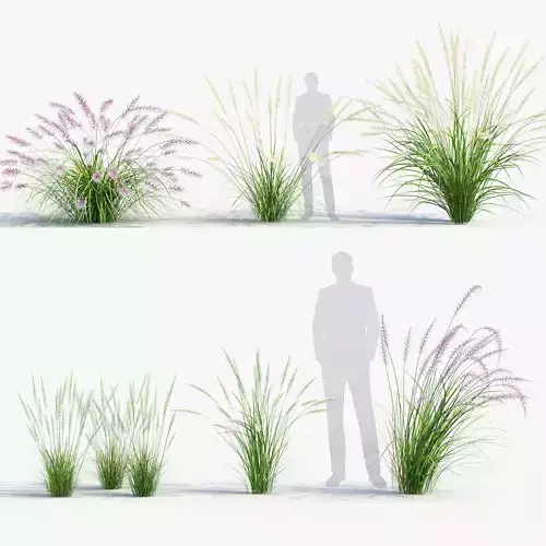 Pennisetum orientale Oriental Fountain Grass