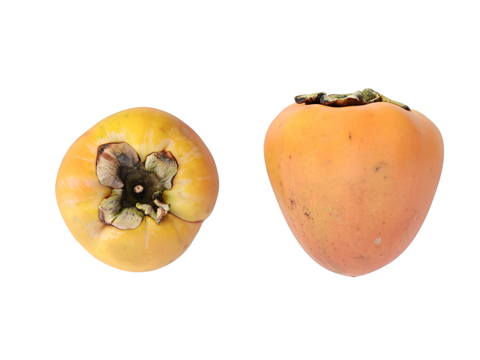 Persimmon 3D model_7