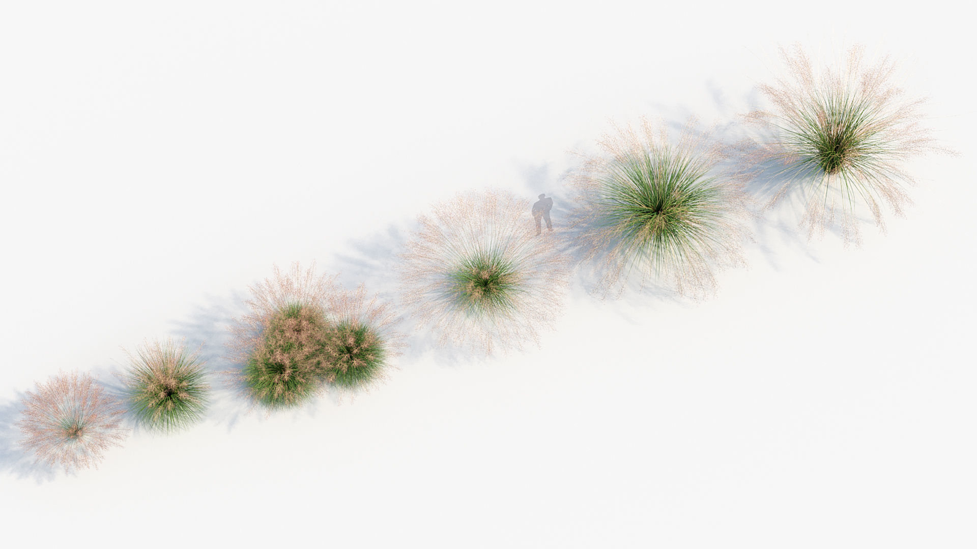 Muhly grass Muhlenbergia capillaris  3D model_5