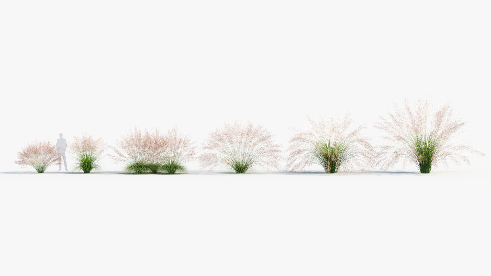 Muhly grass Muhlenbergia capillaris  3D model_1