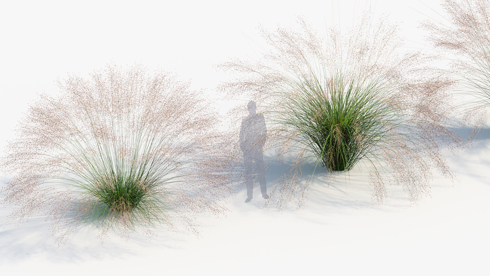 Muhly grass Muhlenbergia capillaris  3D model_4