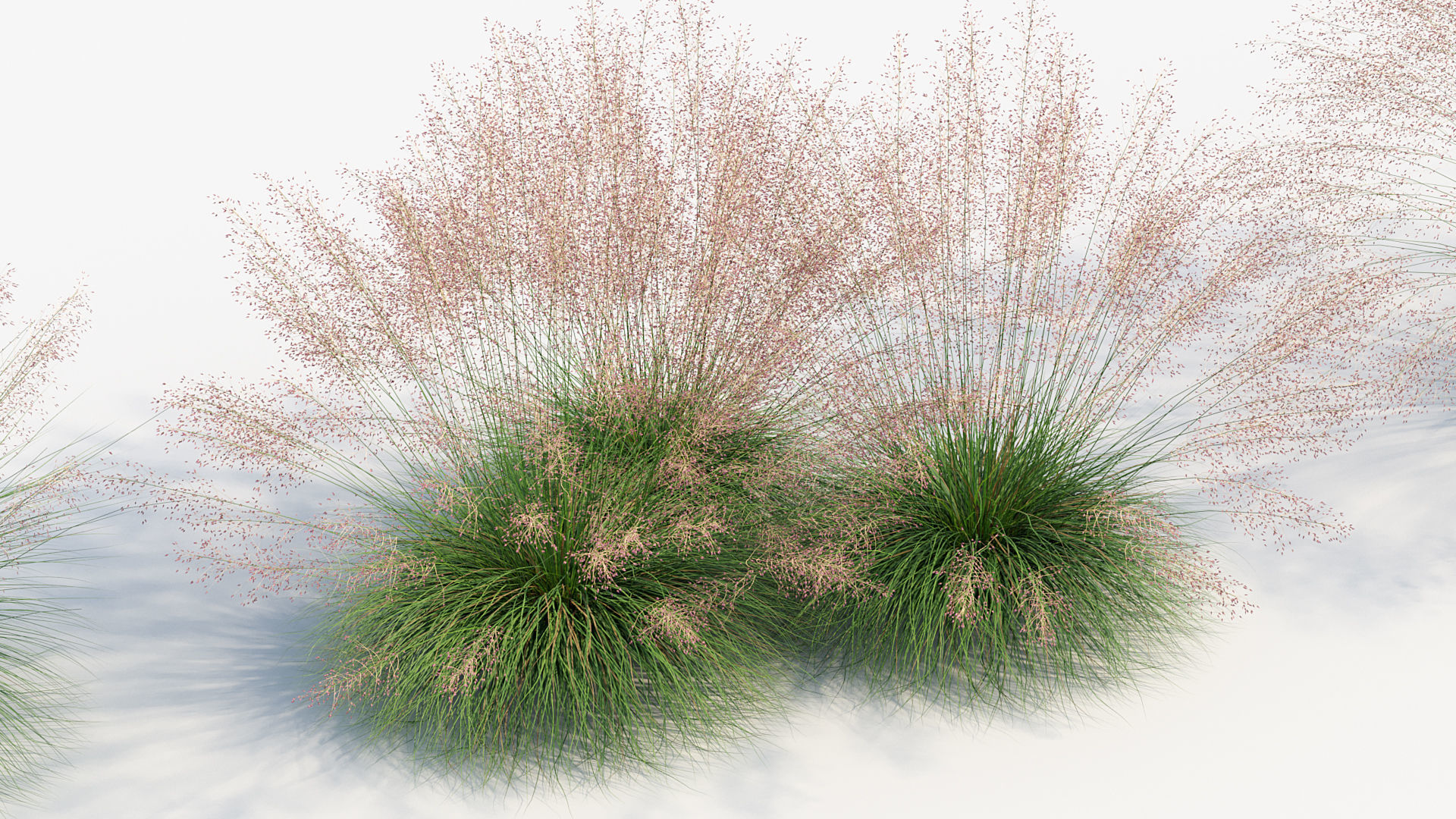 Muhly grass Muhlenbergia capillaris  3D model_7