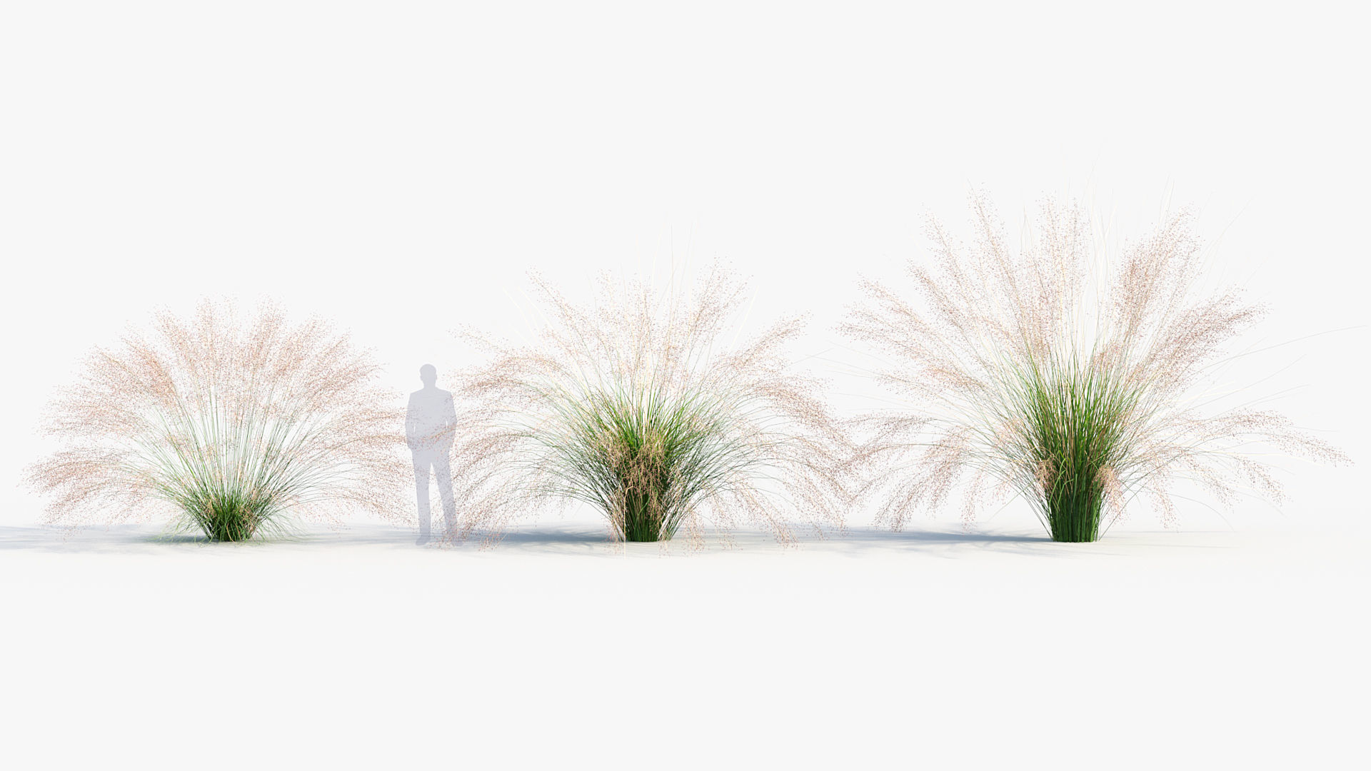 Muhly grass Muhlenbergia capillaris  3D model_3