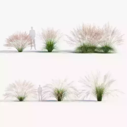 Muhly grass Muhlenbergia capillaris  3D model