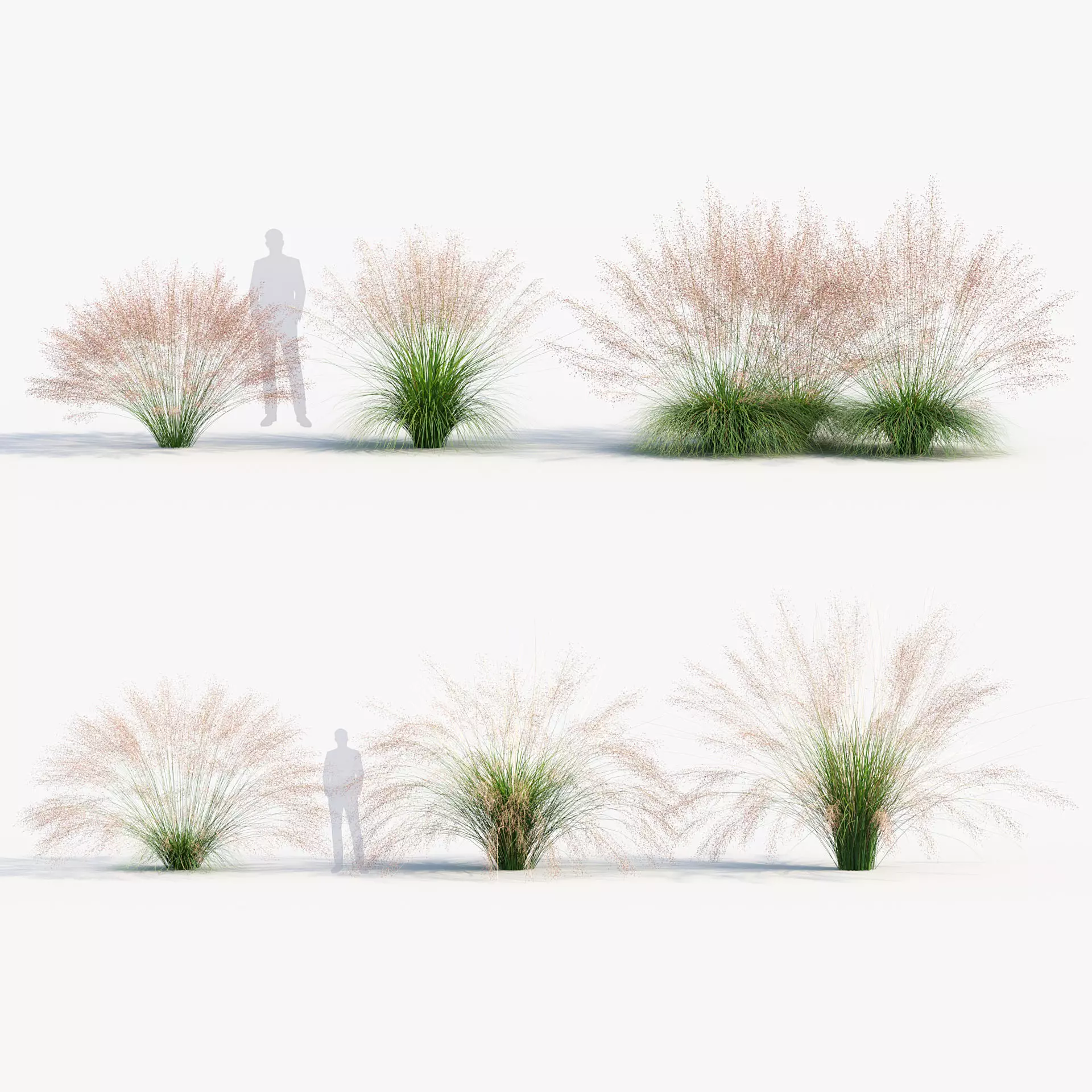 Muhly grass Muhlenbergia capillaris  3D model_0