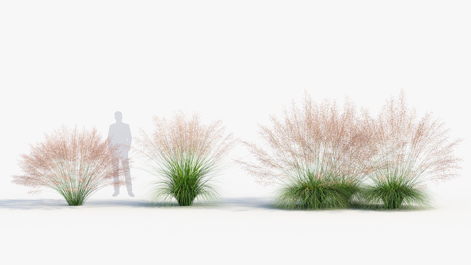 Muhly grass Muhlenbergia capillaris  3D model_2