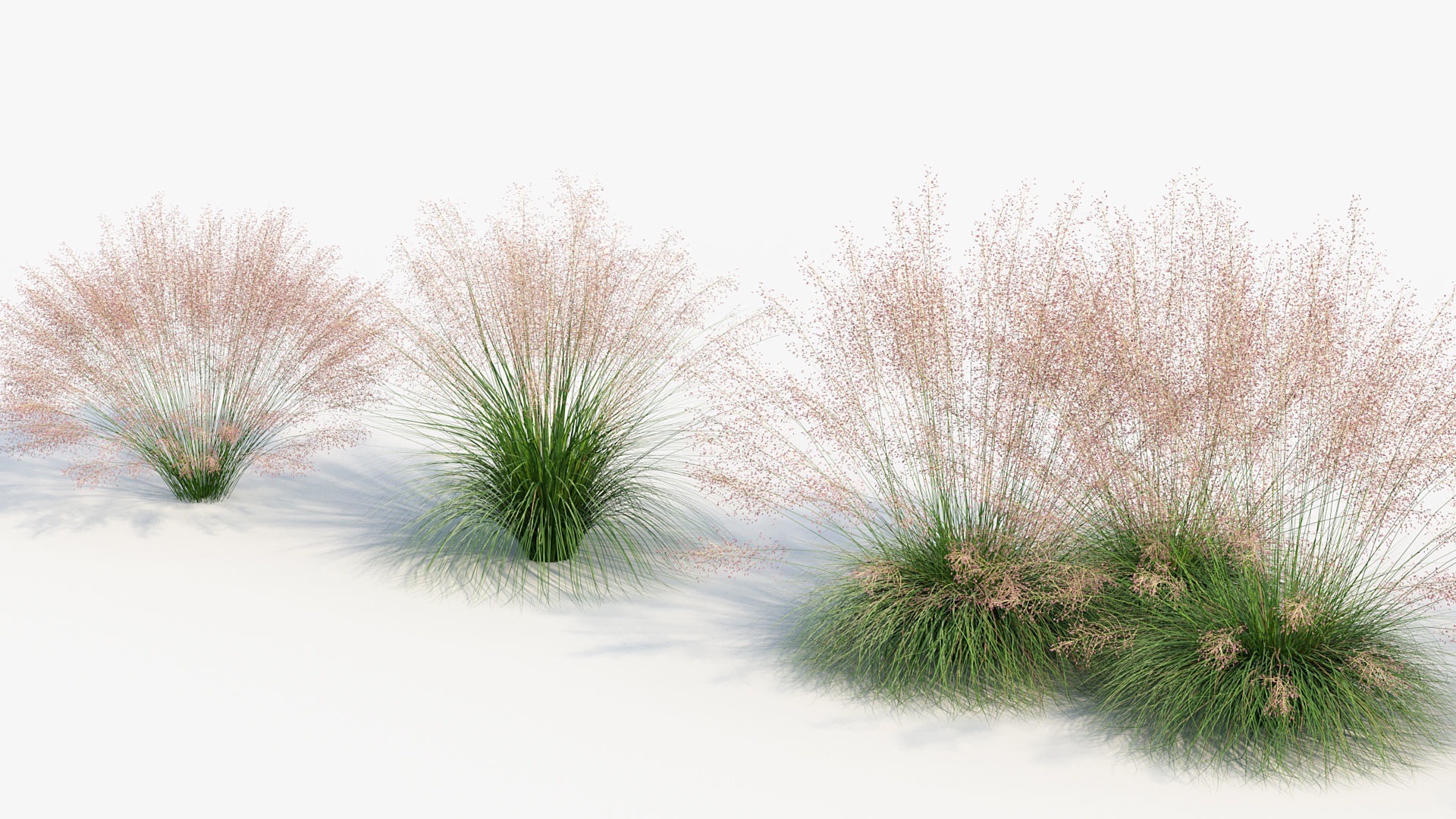 Muhly grass Muhlenbergia capillaris  3D model_6