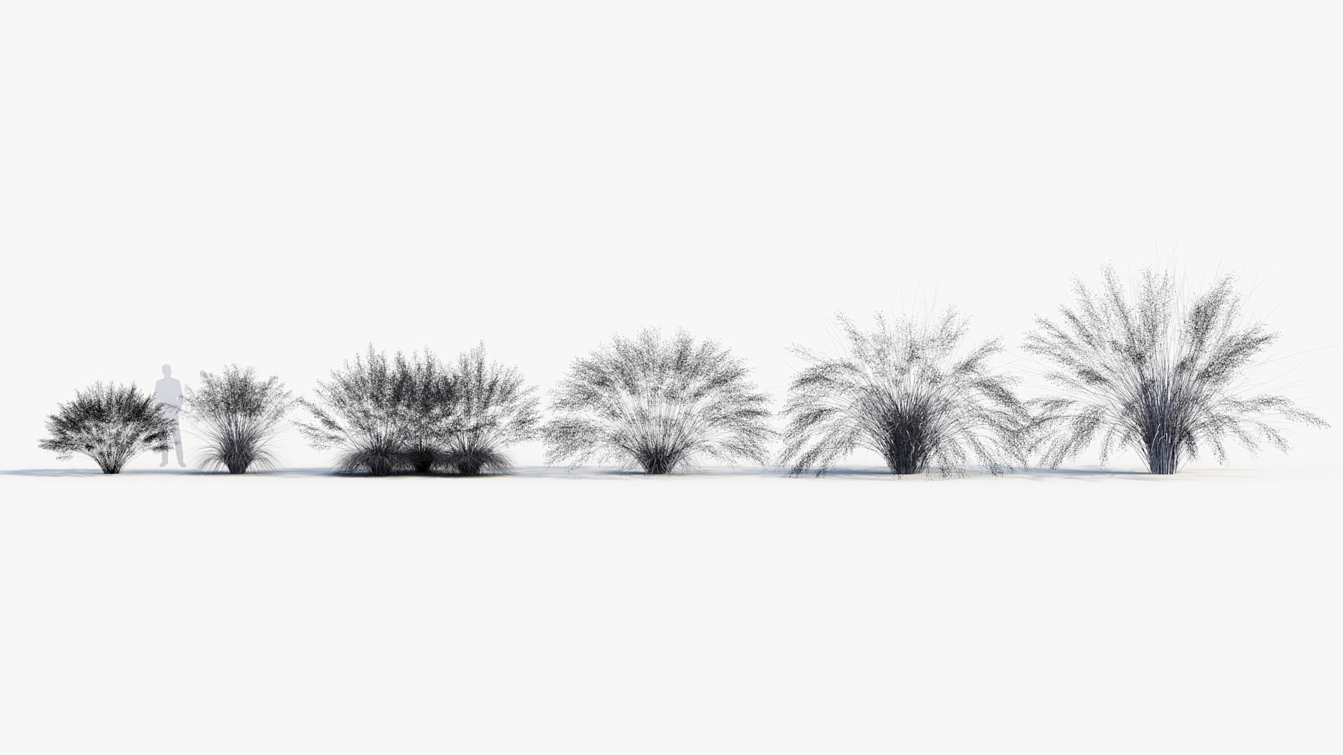 Muhly grass Muhlenbergia capillaris  3D model_8