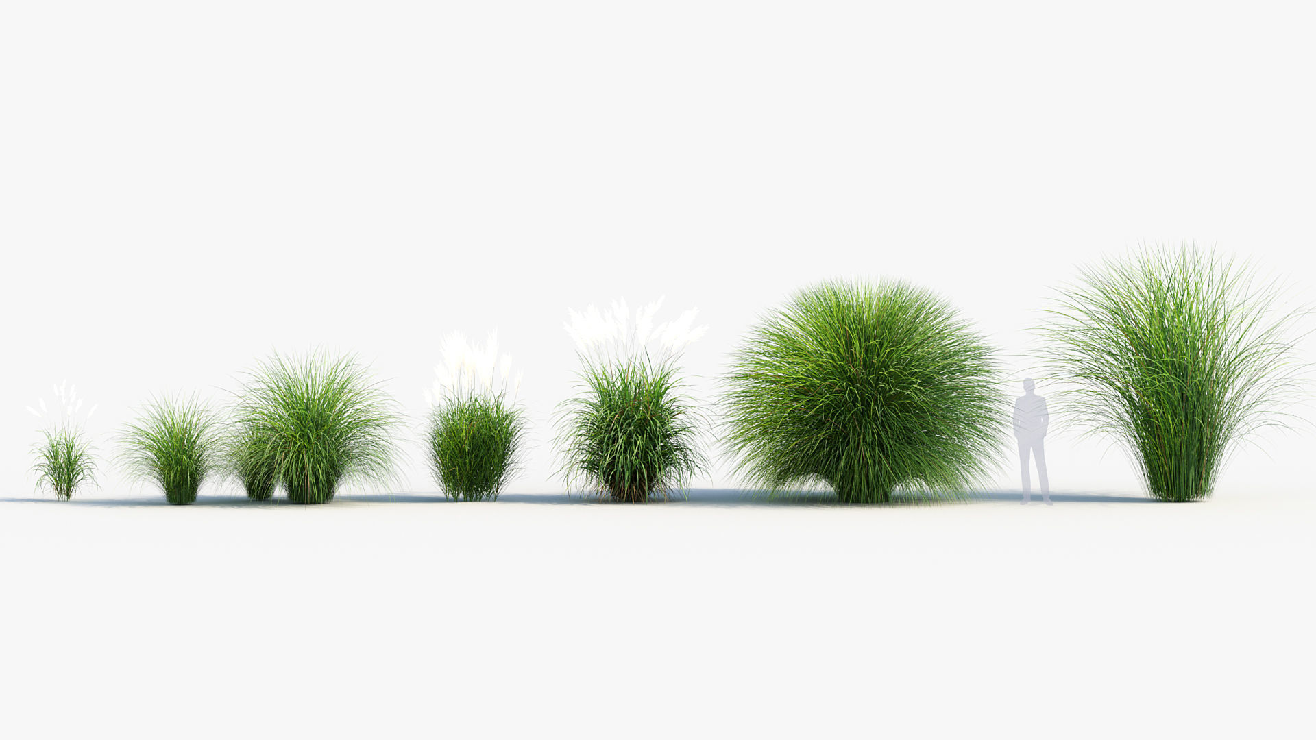 Miscanthus sinensis Eulalia grass 3D model_1