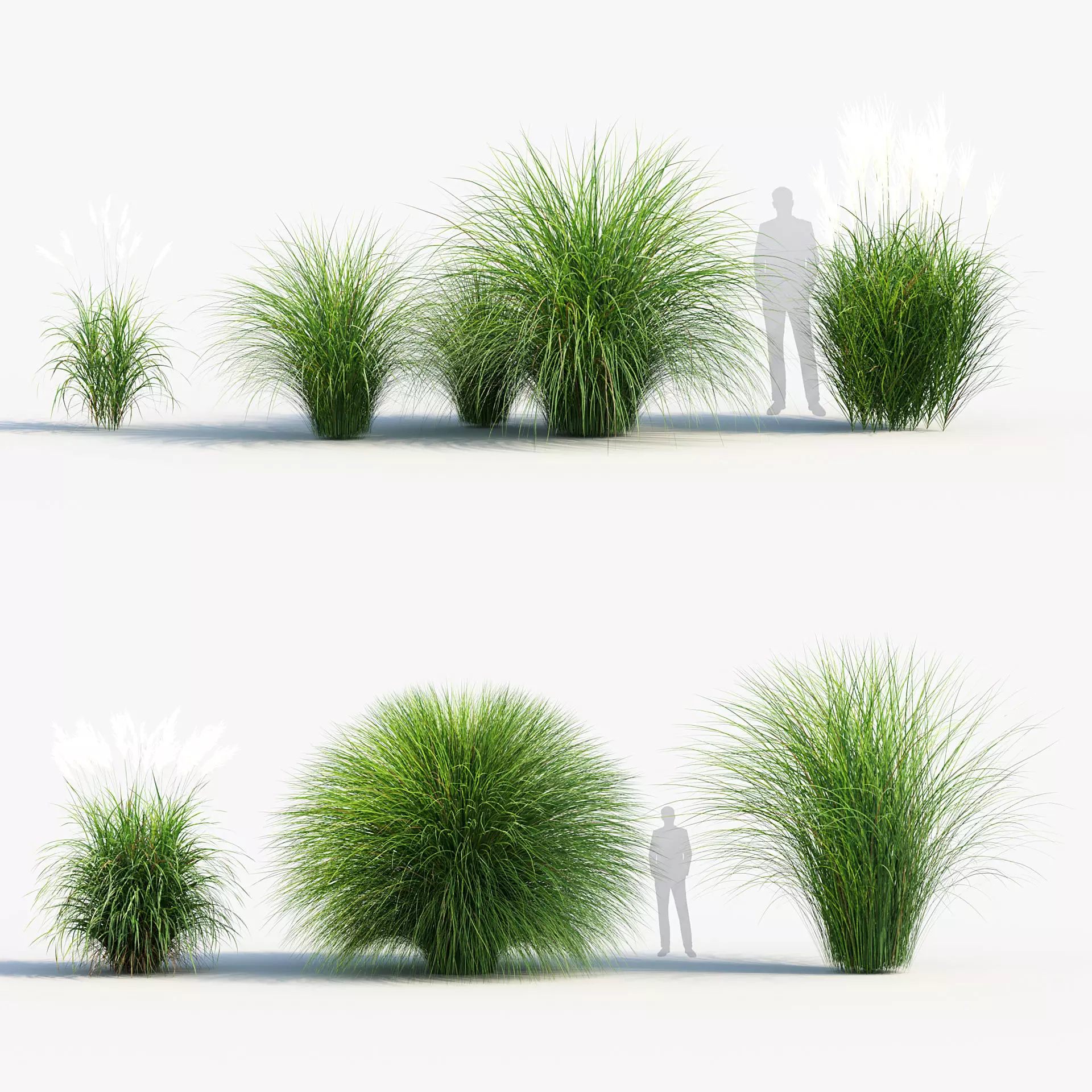 Miscanthus sinensis Eulalia grass 3D model_0