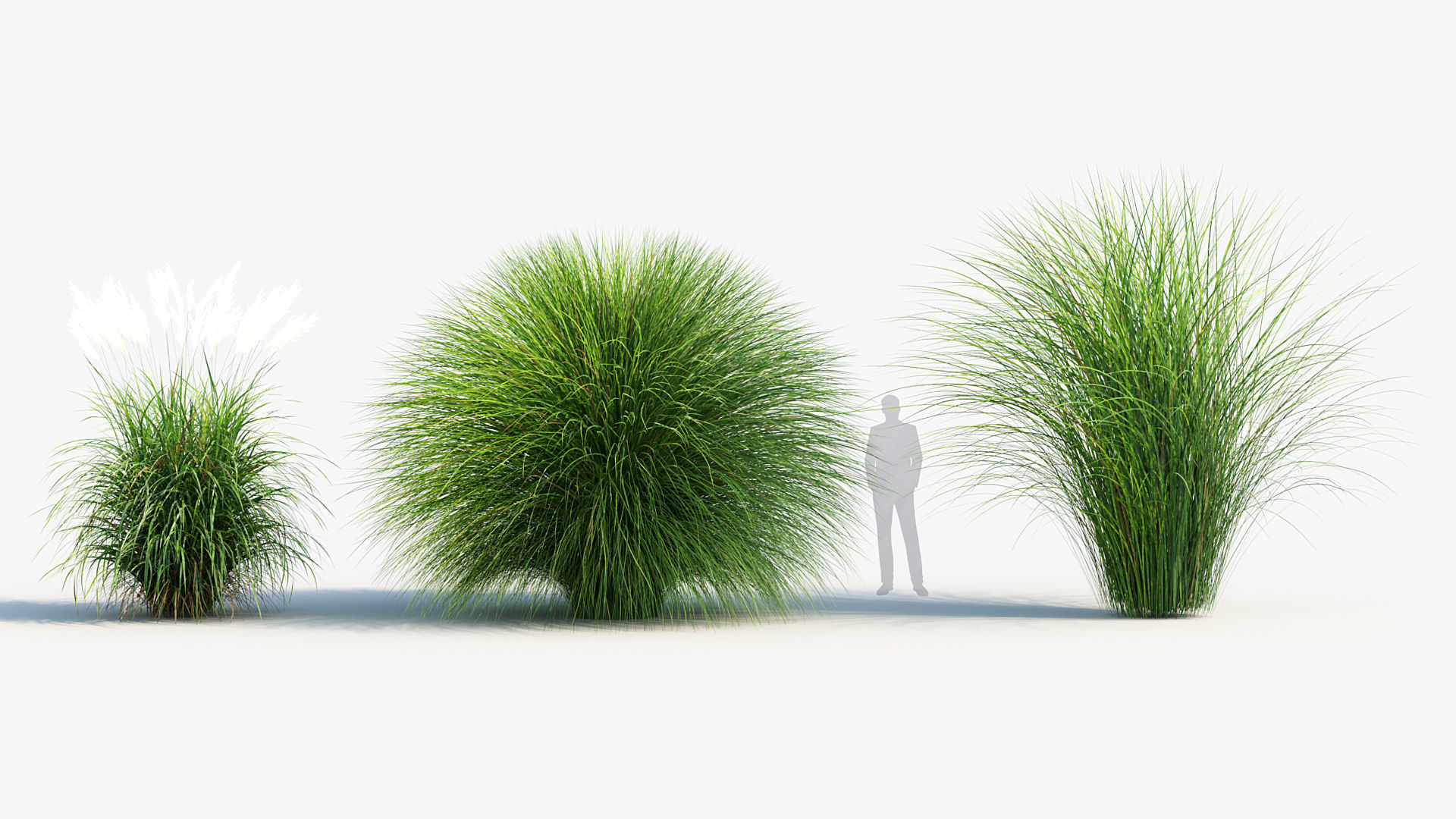 Miscanthus sinensis Eulalia grass 3D model_3