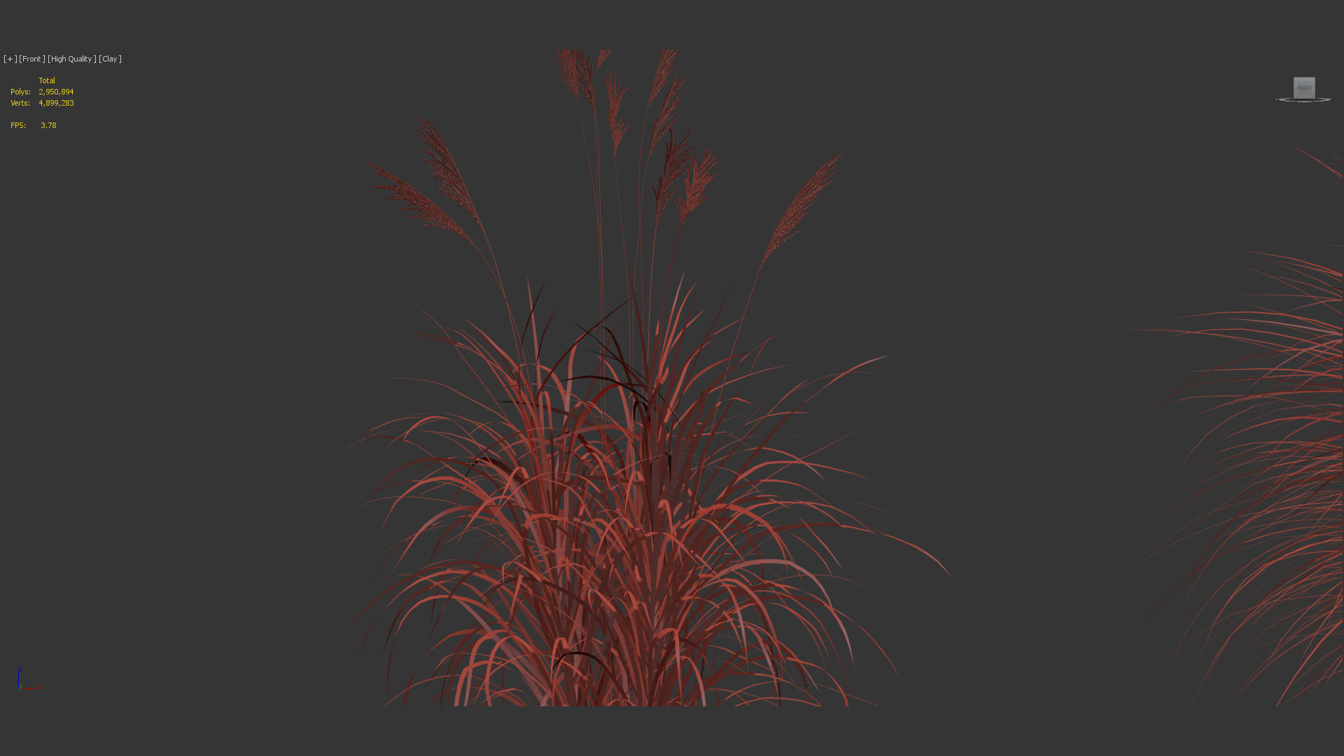 Miscanthus sinensis Eulalia grass 3D model_10