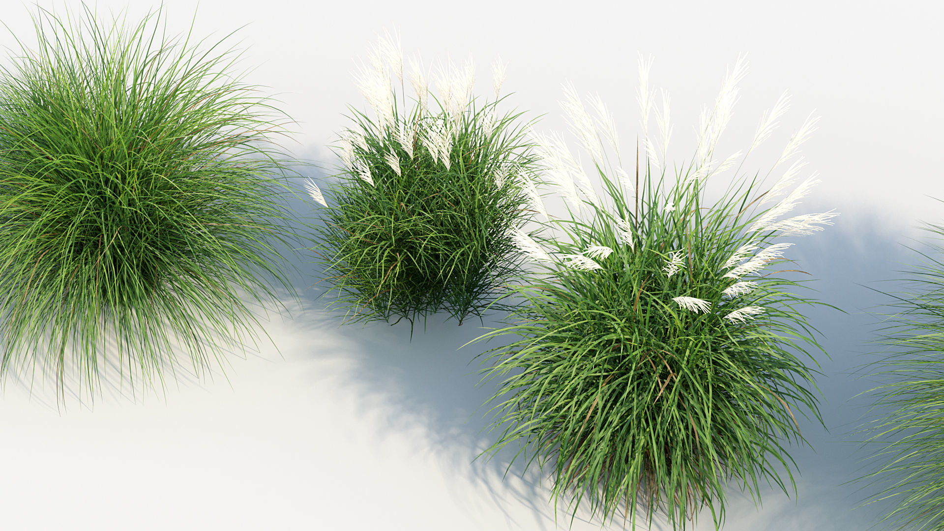 Miscanthus sinensis Eulalia grass 3D model_7