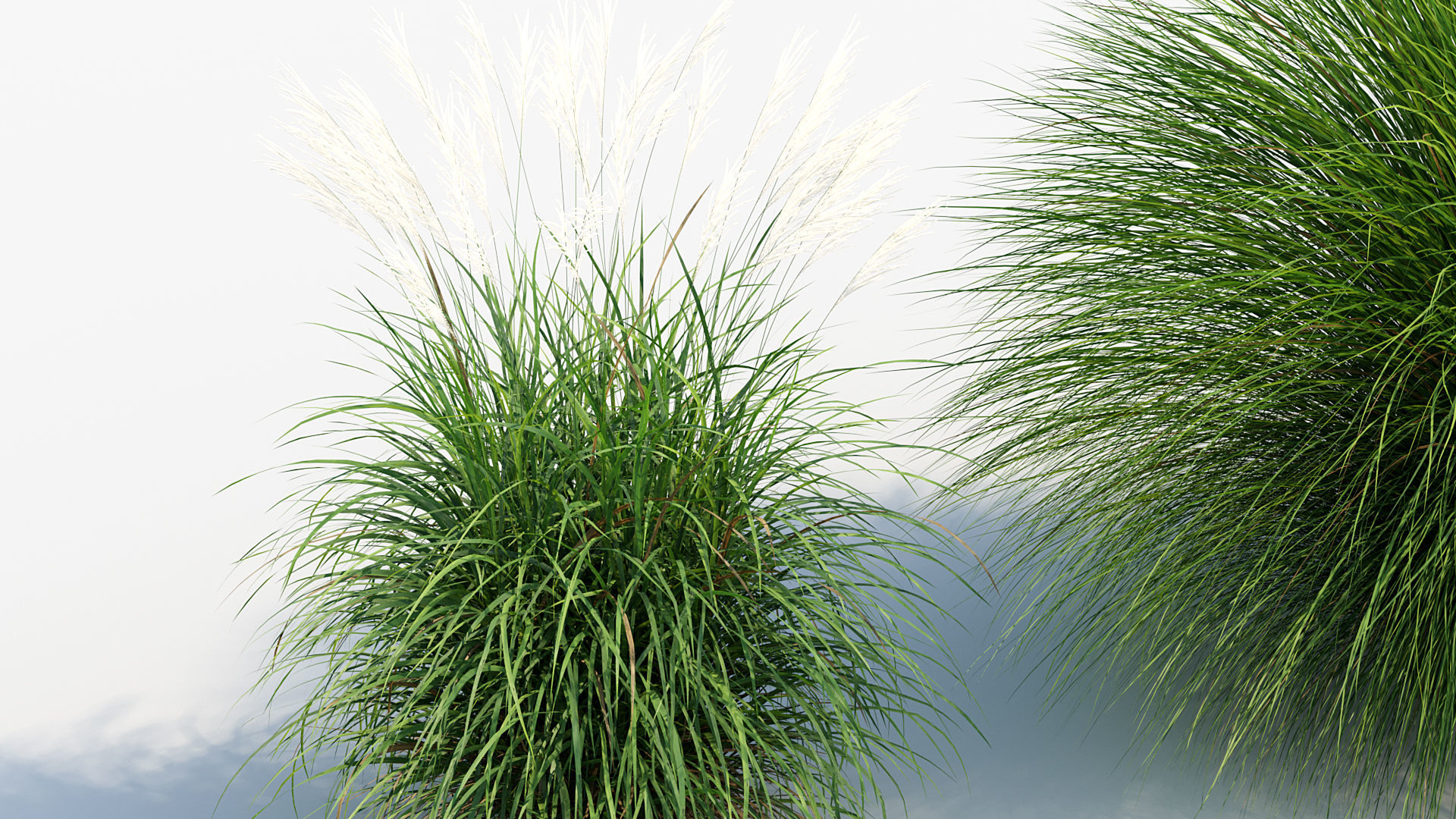 Miscanthus sinensis Eulalia grass 3D model_4