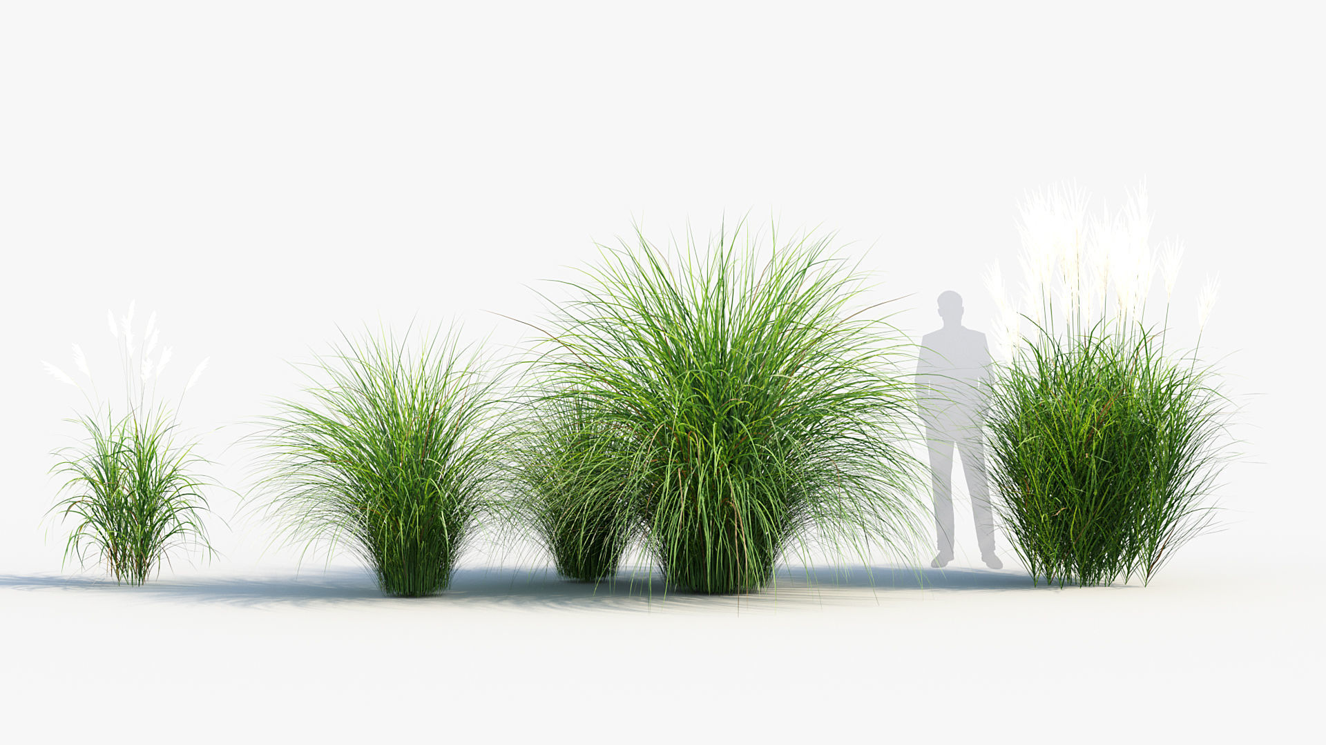 Miscanthus sinensis Eulalia grass 3D model_2