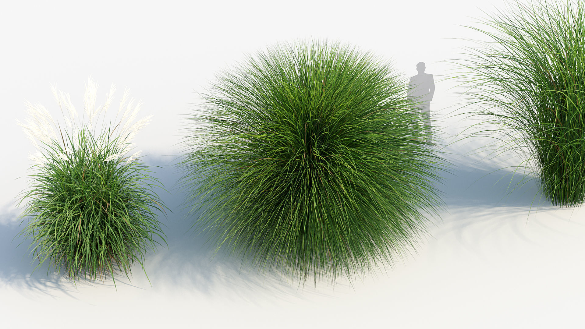 Miscanthus sinensis Eulalia grass 3D model_5