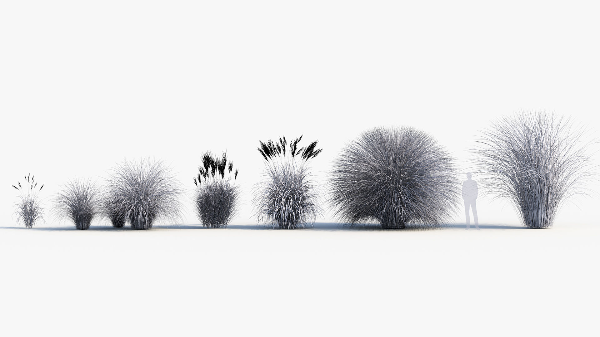 Miscanthus sinensis Eulalia grass 3D model_8