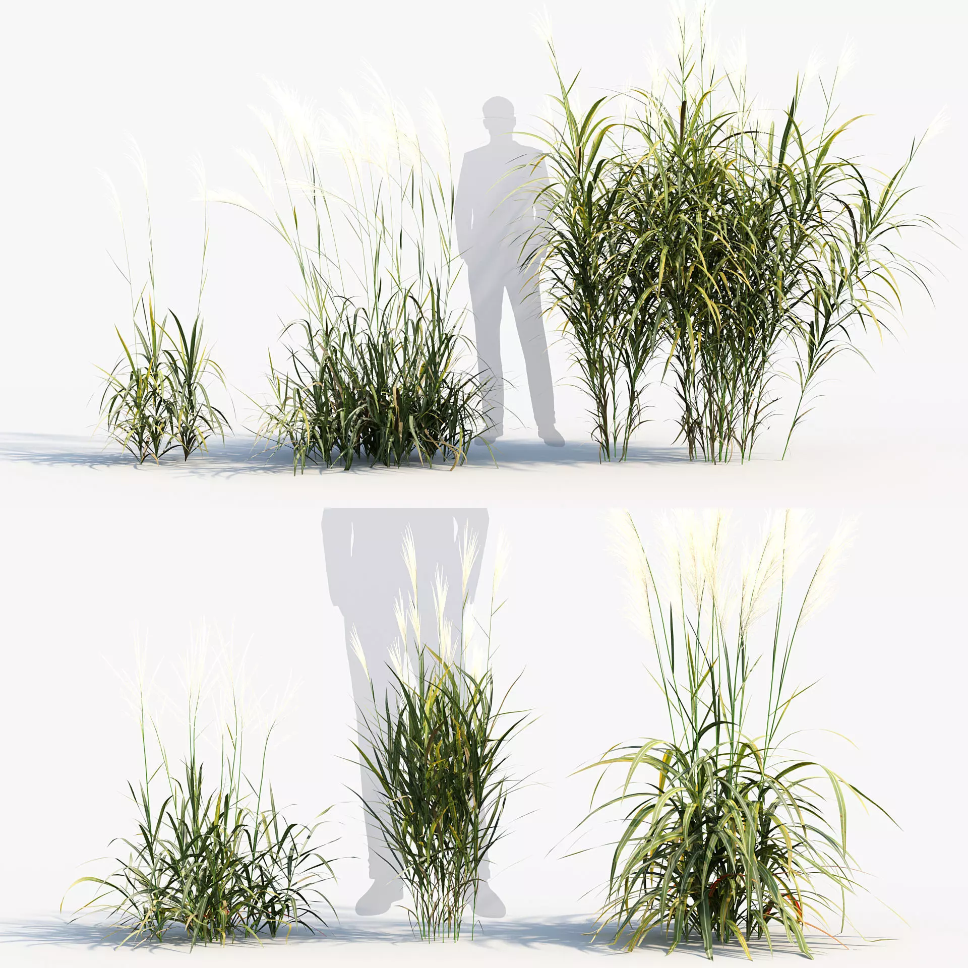 Miscanthus purpurascens - Flame grass 3D model