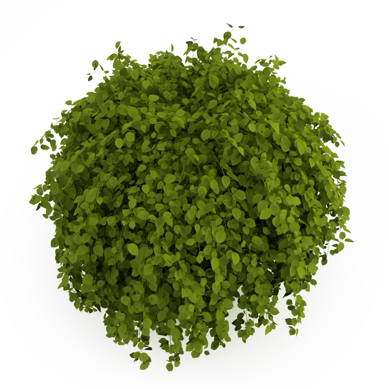 Common Hornbeam 3D model_1