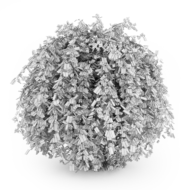 Common Hornbeam 3D model_3