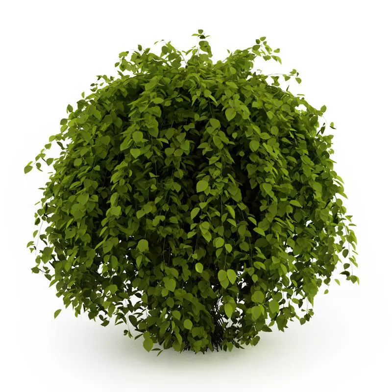 Common Hornbeam 3D model_0