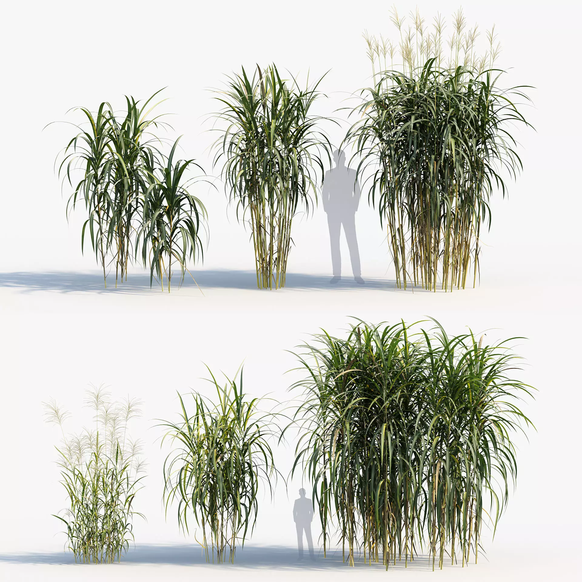 Miscanthus giganteus - Giant Miscanthus 3D model