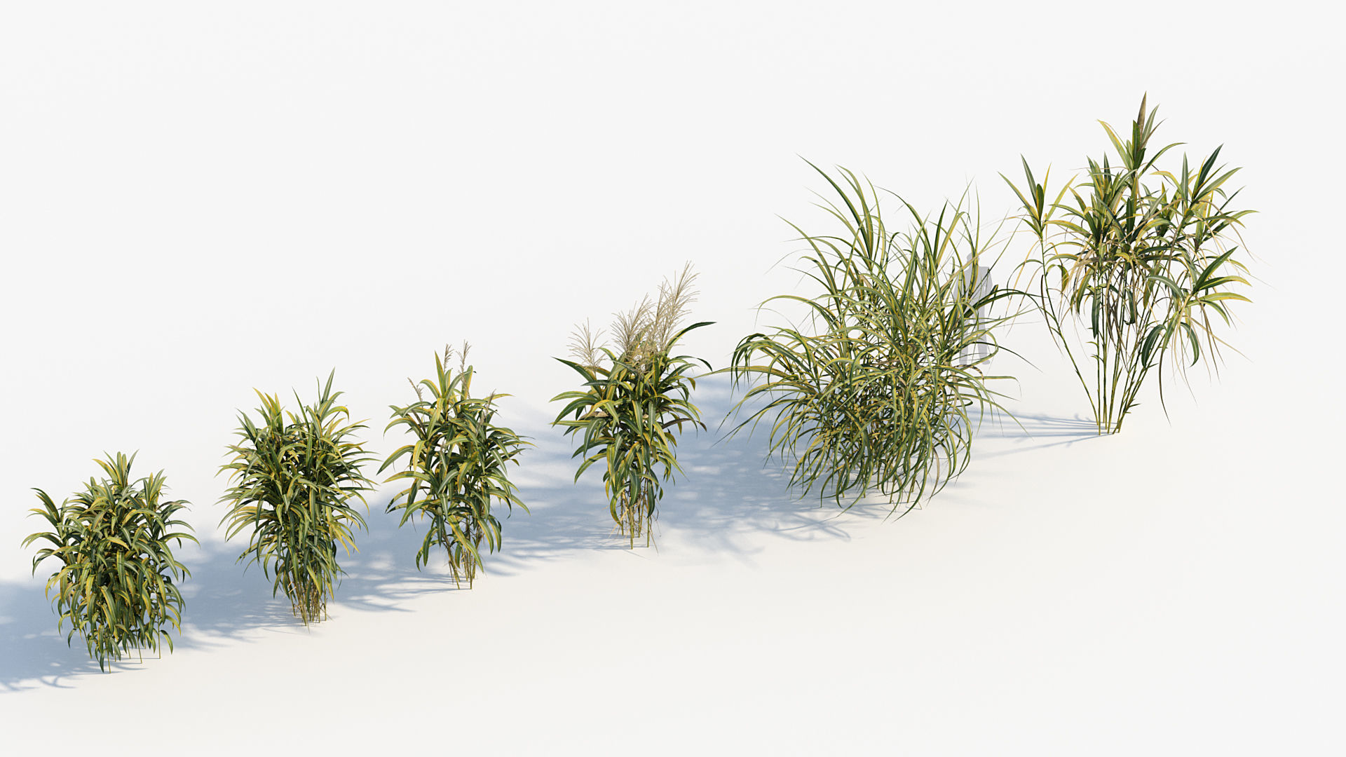 Miscanthus floridulus Giant Miscanthus 3D model_6