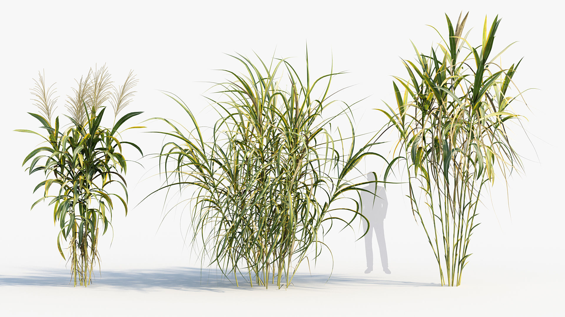 Miscanthus floridulus Giant Miscanthus 3D model_3