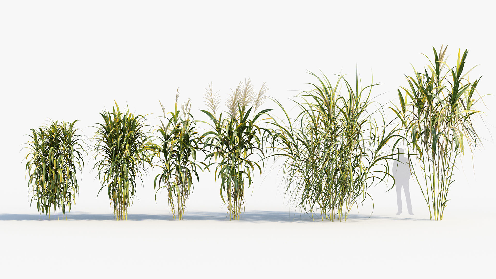 Miscanthus floridulus Giant Miscanthus 3D model_1