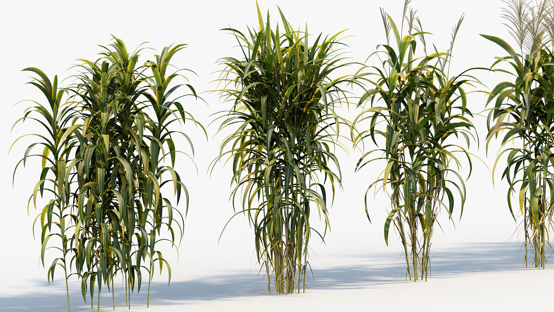 Miscanthus floridulus Giant Miscanthus 3D model_7