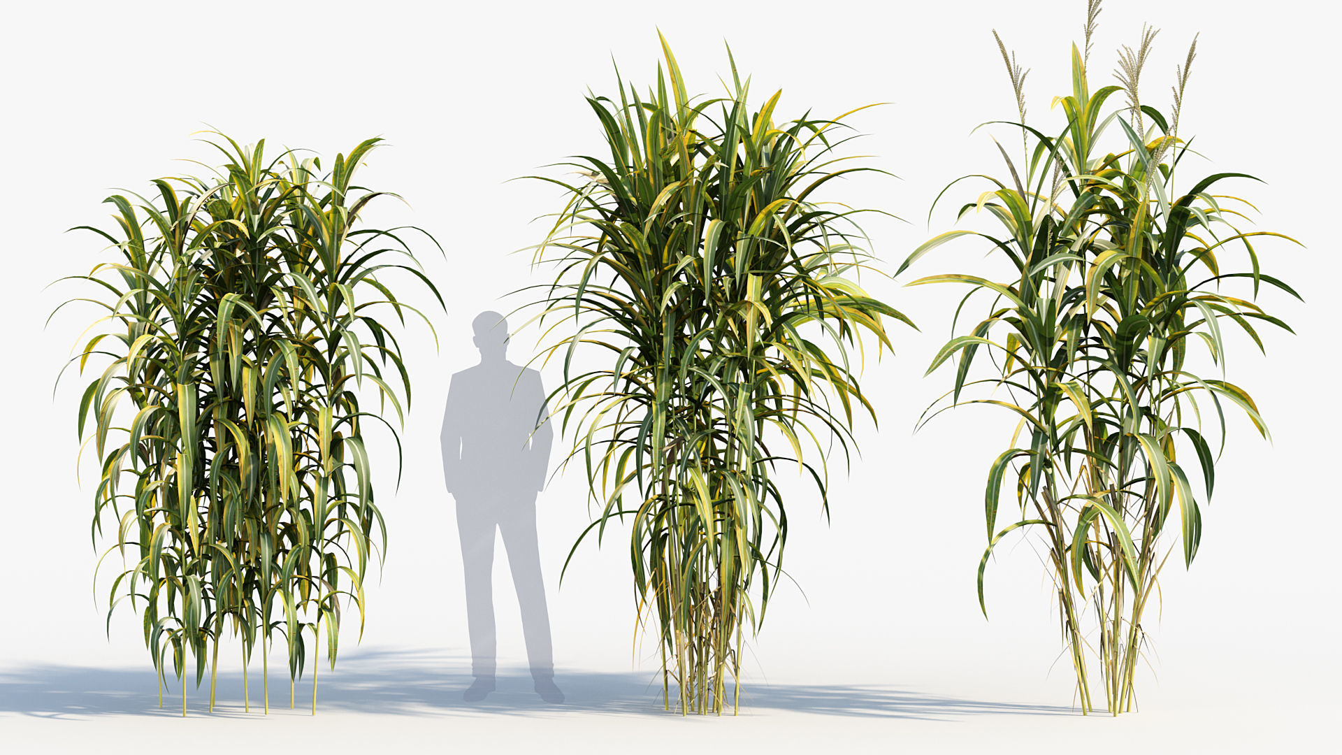 Miscanthus floridulus Giant Miscanthus 3D model_2