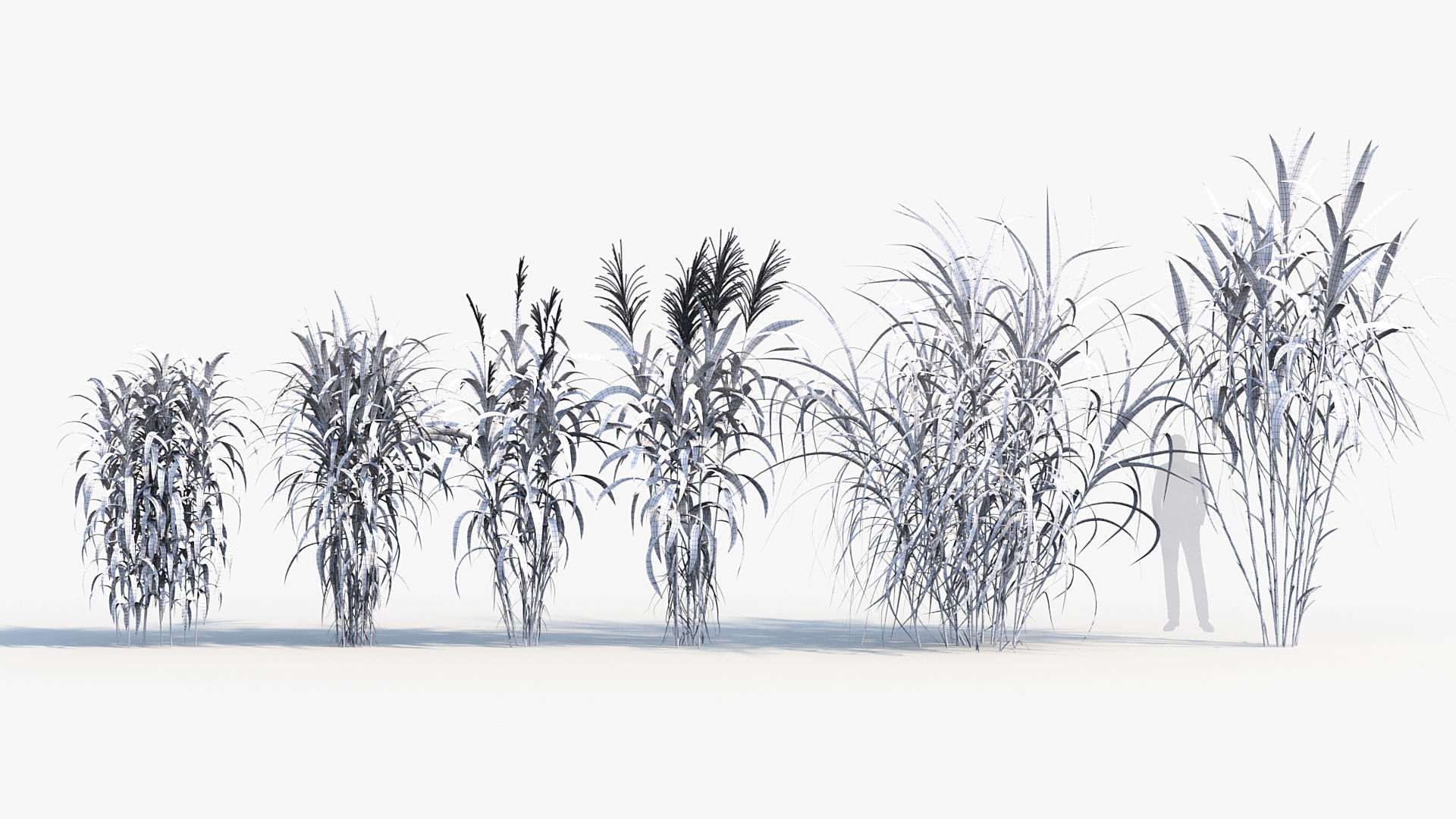 Miscanthus floridulus Giant Miscanthus 3D model_8