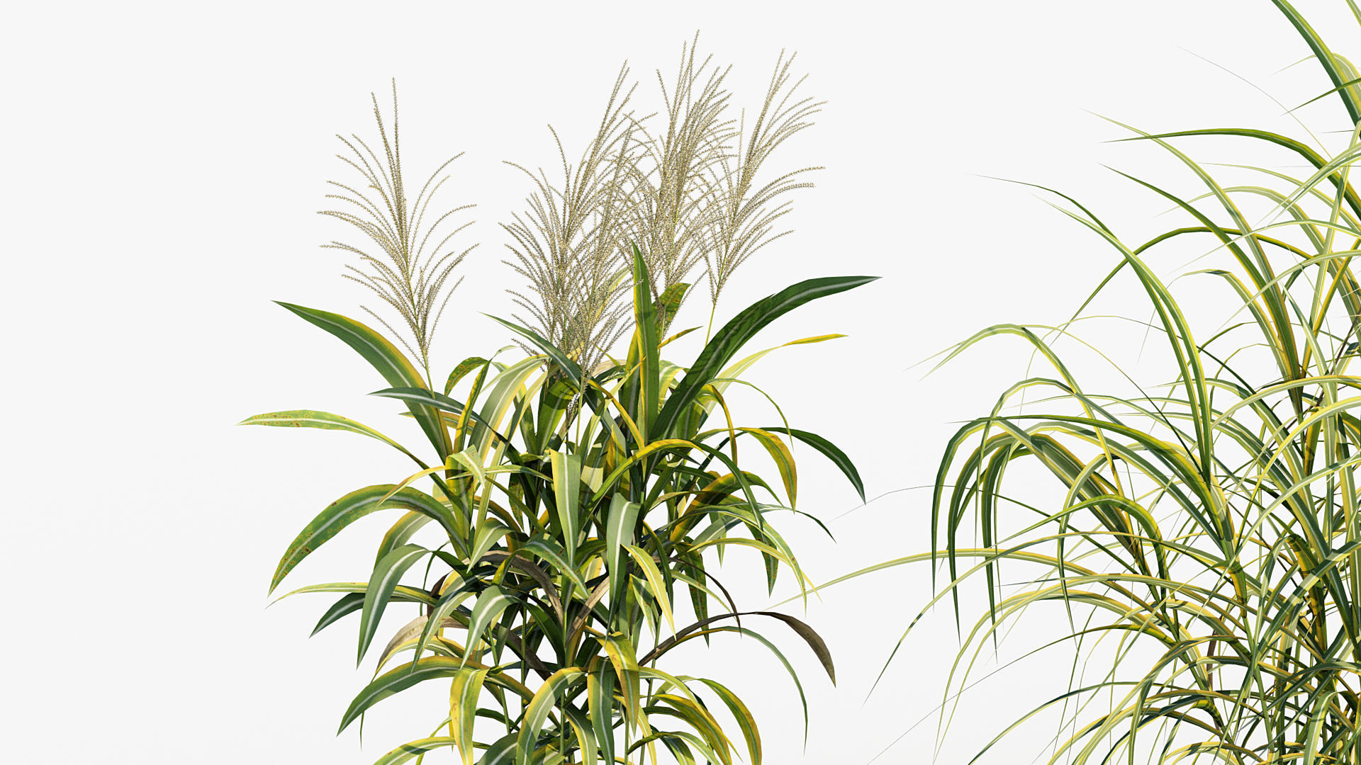 Miscanthus floridulus Giant Miscanthus 3D model_4