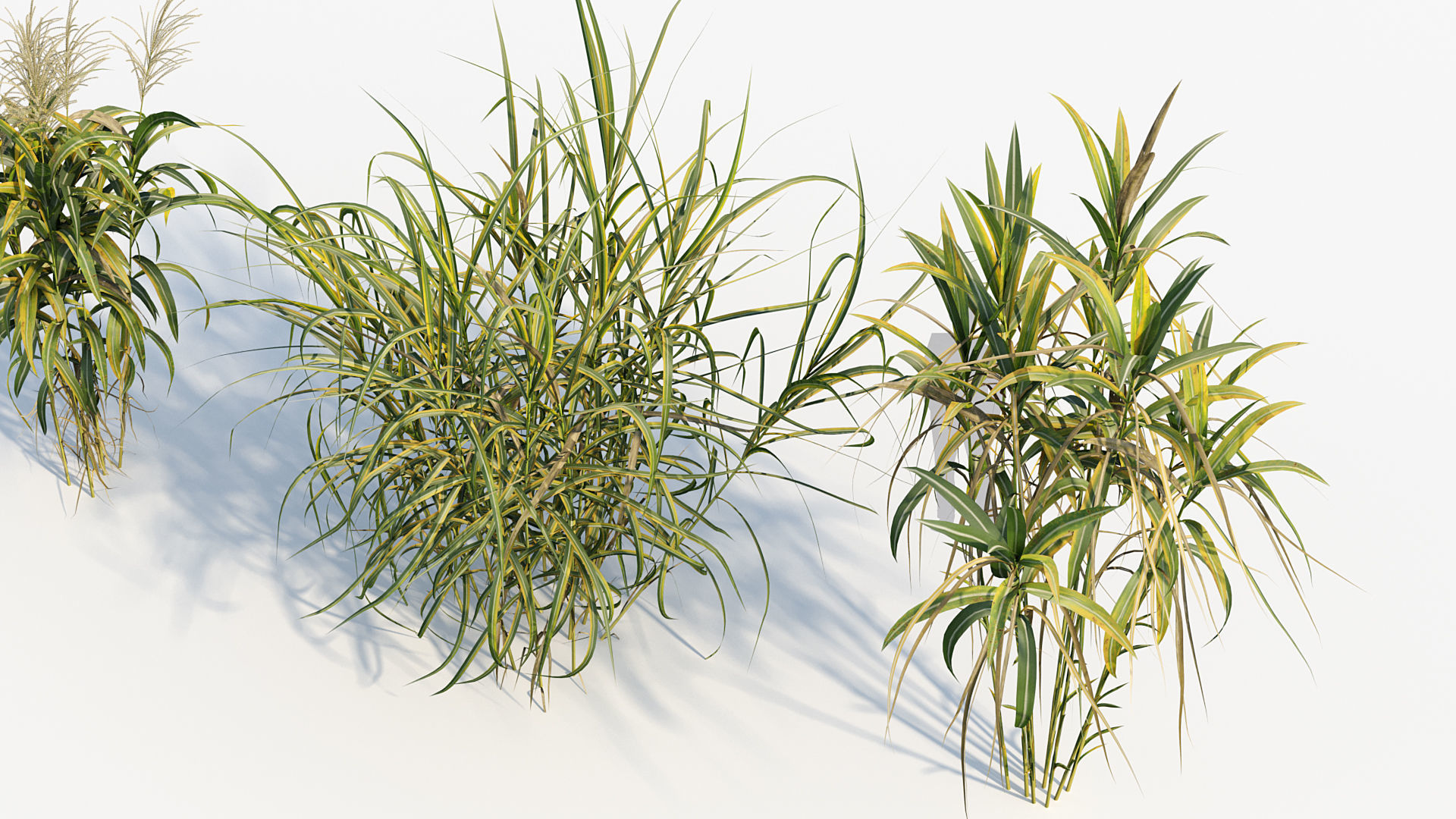 Miscanthus floridulus Giant Miscanthus 3D model_5