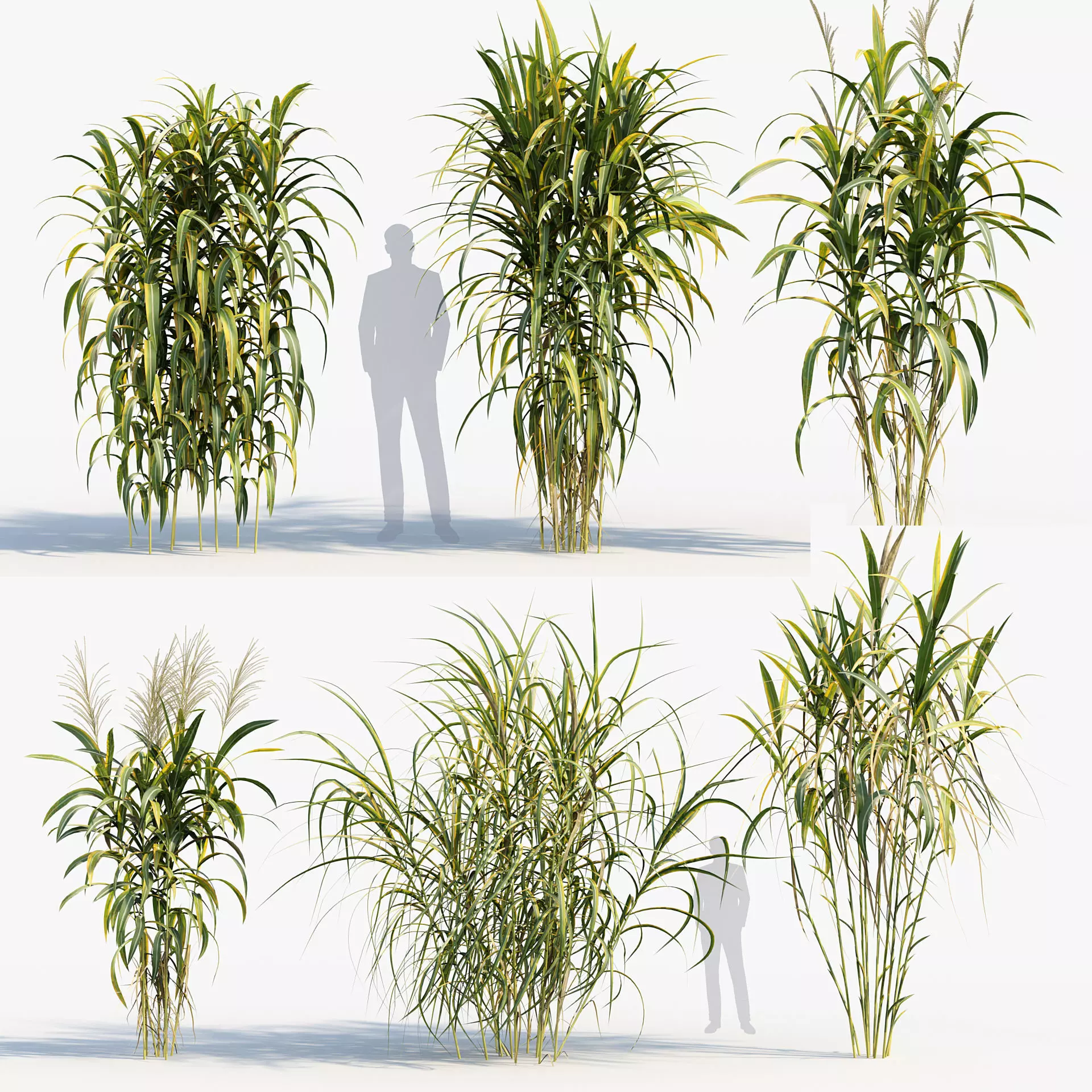 Miscanthus floridulus Giant Miscanthus 3D model_0