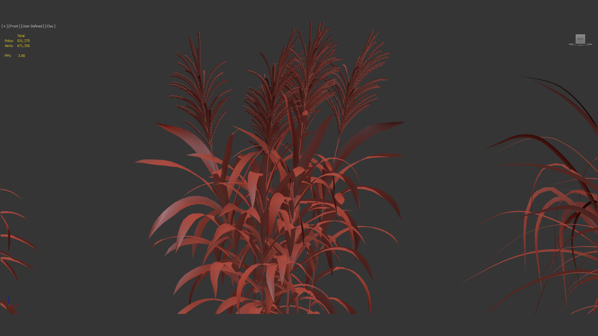 Miscanthus floridulus Giant Miscanthus 3D model_10