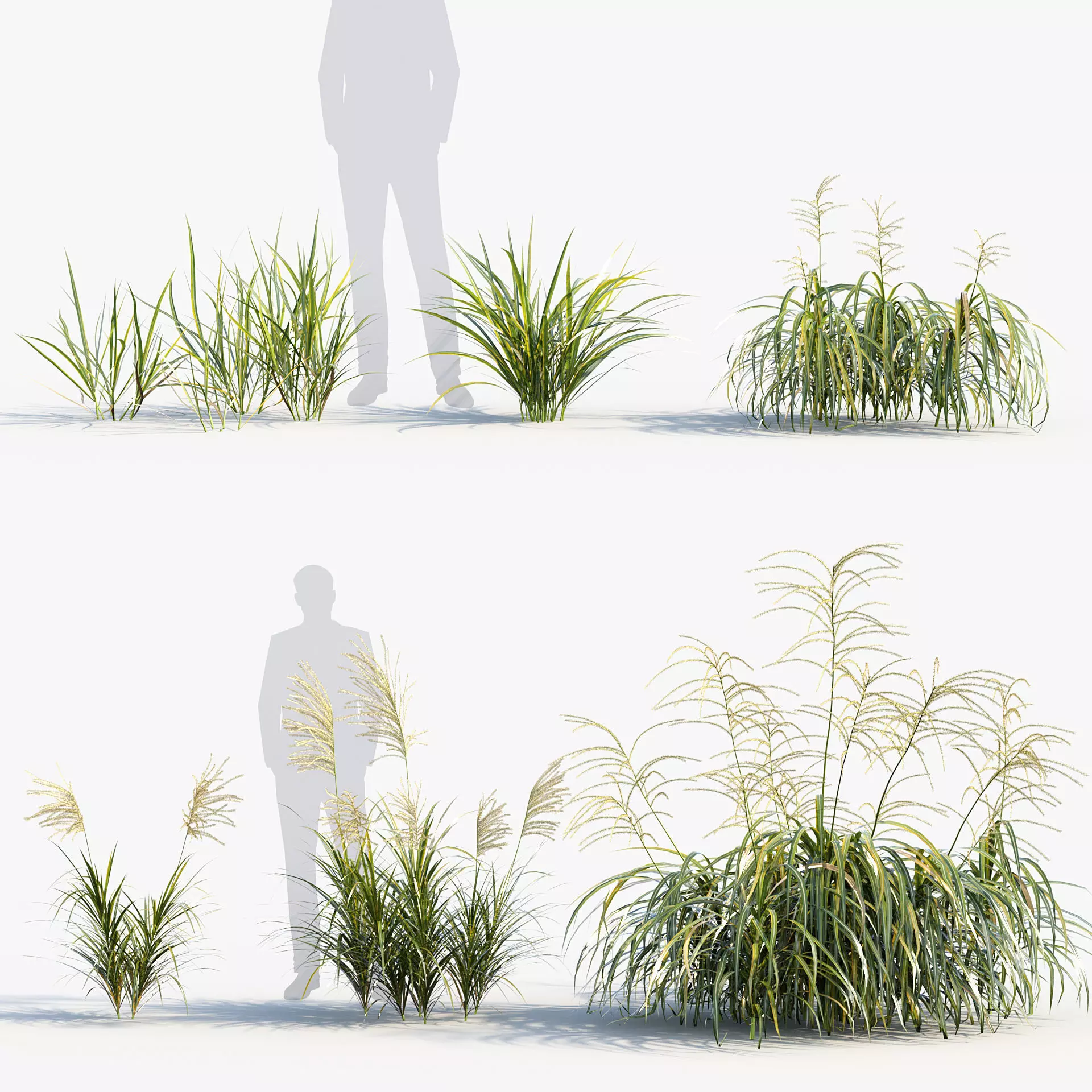Miscanthus flavidus Miscanthus sinensis 3D model_0