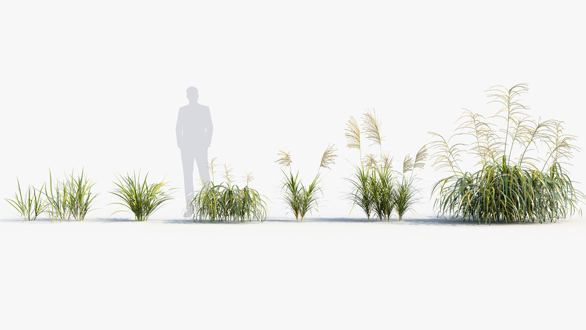 Miscanthus flavidus Miscanthus sinensis 3D model_1
