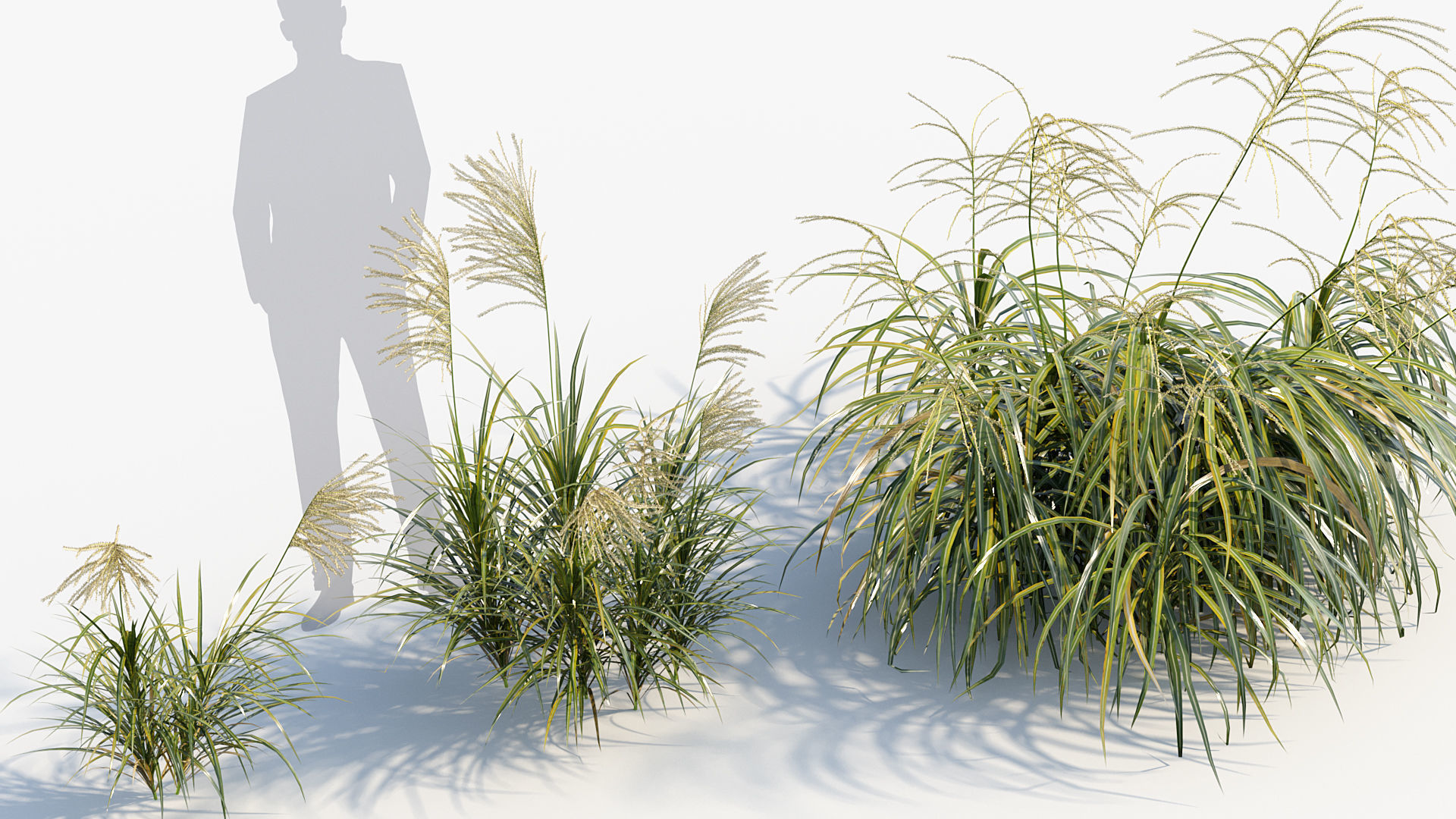 Miscanthus flavidus Miscanthus sinensis 3D model_5