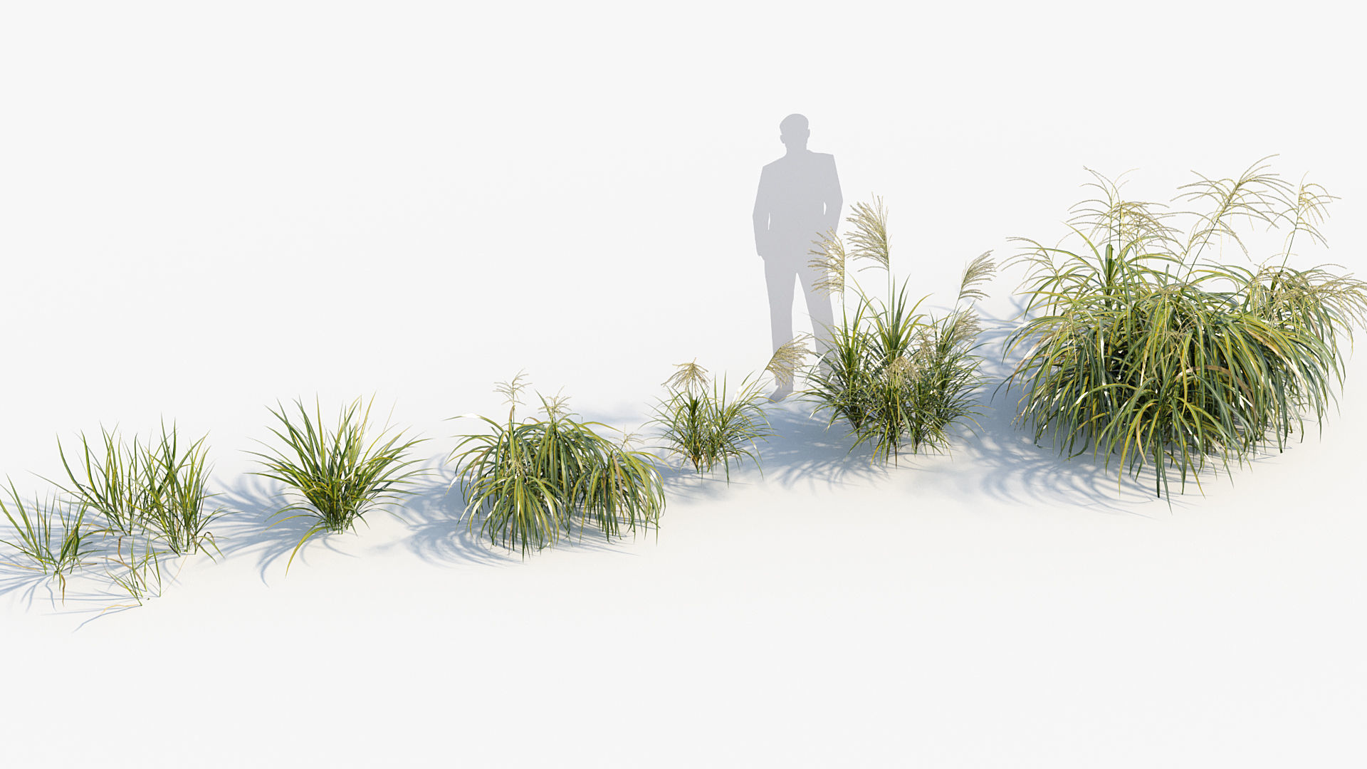 Miscanthus flavidus Miscanthus sinensis 3D model_7